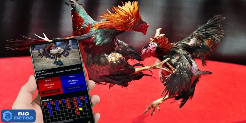 Mỗi trường đấu một quy tắc riêng