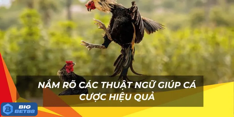 thuat ngu da ga bigbet88