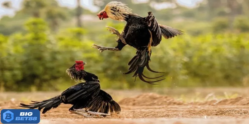 4 mốc giờ vàng để anh em xem giao tranh