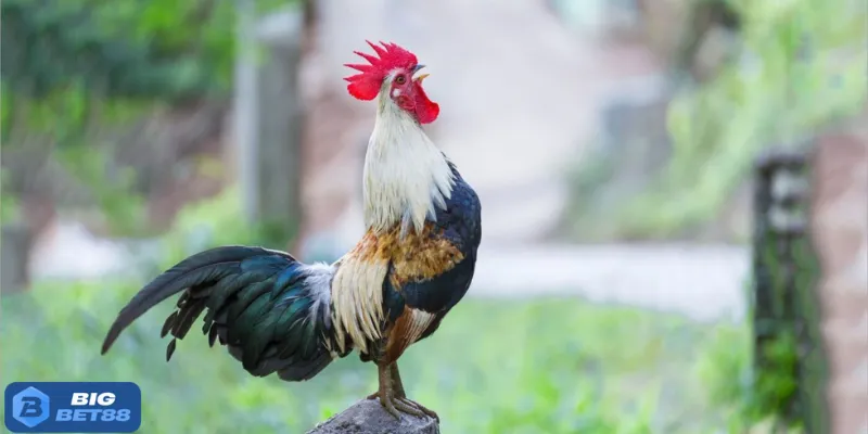 Chăm gà Bigbet88