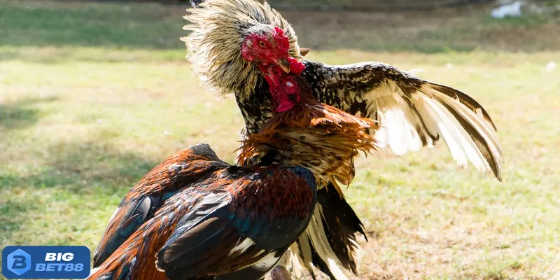 Đá gà miền Nam Bigbet88
