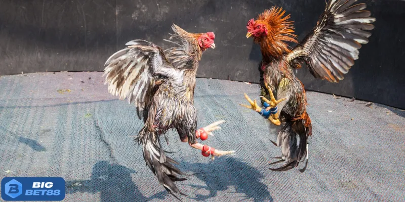 Đá gà miền Nam được yêu thích