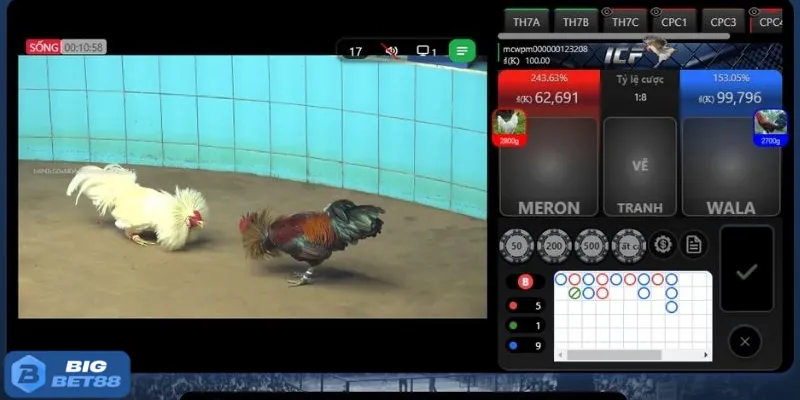 đá gà Philippines Bigbet88