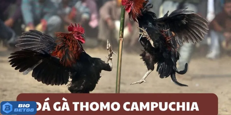 đá gà Thomo Bigbet88