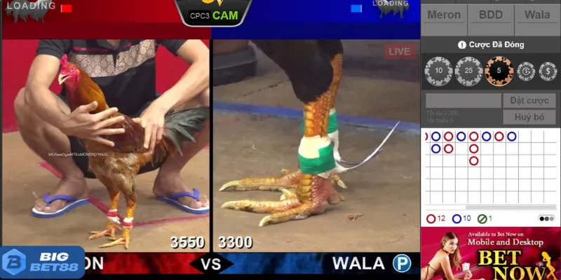 Giới thiệu đá gà online Bigbet88