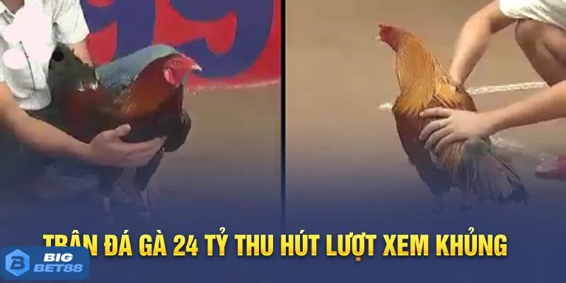 Giới thiệu trận gà 24 tỷ Bigbet88