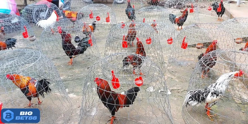 Hiểu rõ chiến binh để bắt kèo chuẩn