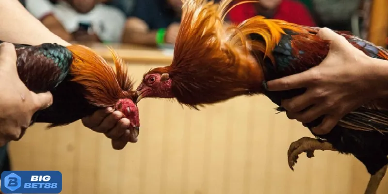 Luật phân định thắng thua tại Bigbet88