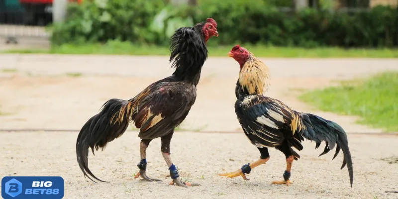 Luyện tập kỹ năng thực chiến cùng Bigbet88