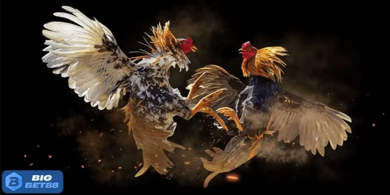 Một vài thông tin về đá gà Philippines Bigbet88