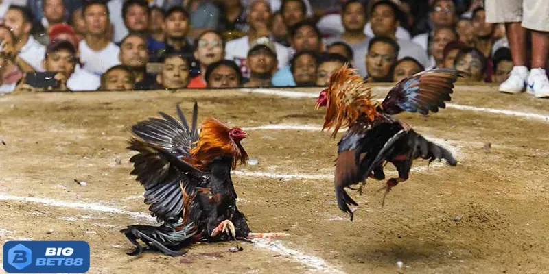 Nội dung cần lưu tâm khi update lịch