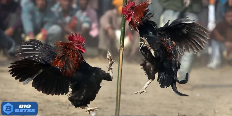 Quy định về tình trạng chiến kê