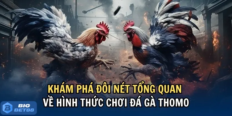 Toàn cảnh về đá gà Thomo tại Bigbet88