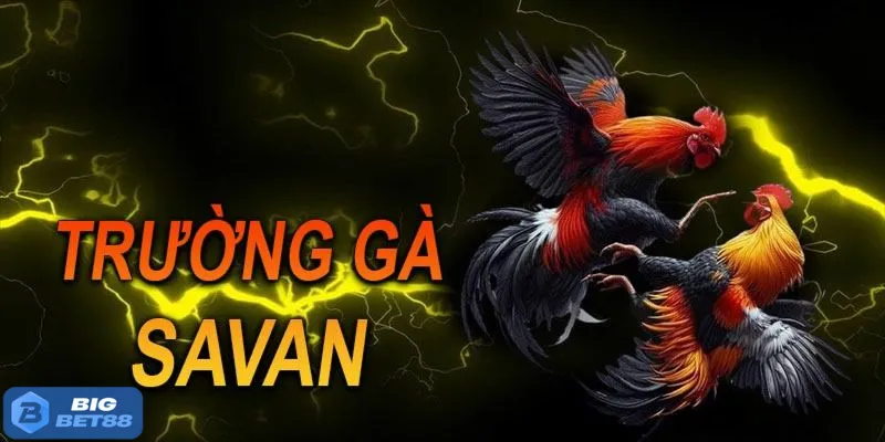 Tổng quan đôi nét về trường gà Savan