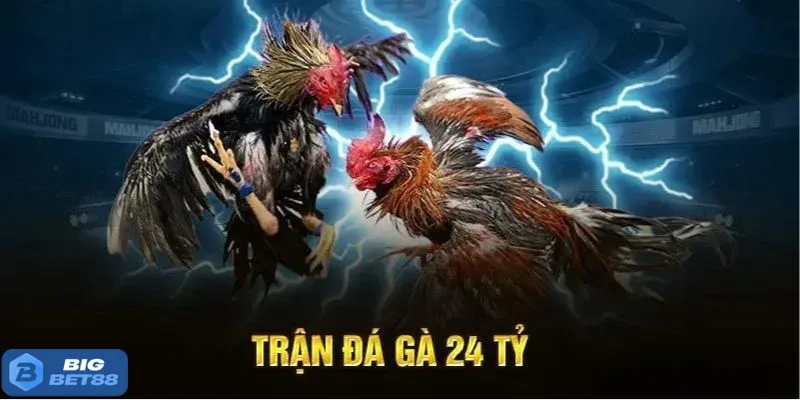 trận gà 24 tỷ Bigbet88