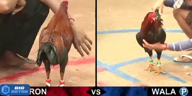 Vài nét đặc sắc về tỷ lệ kèo đá gà Bigbet88